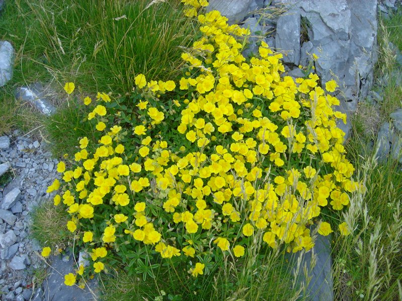 Helianthemum nummularium photo